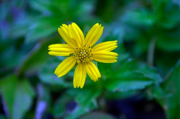 Foto close-up de um inseto em flor