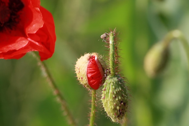 Foto close-up de um inseto em flor