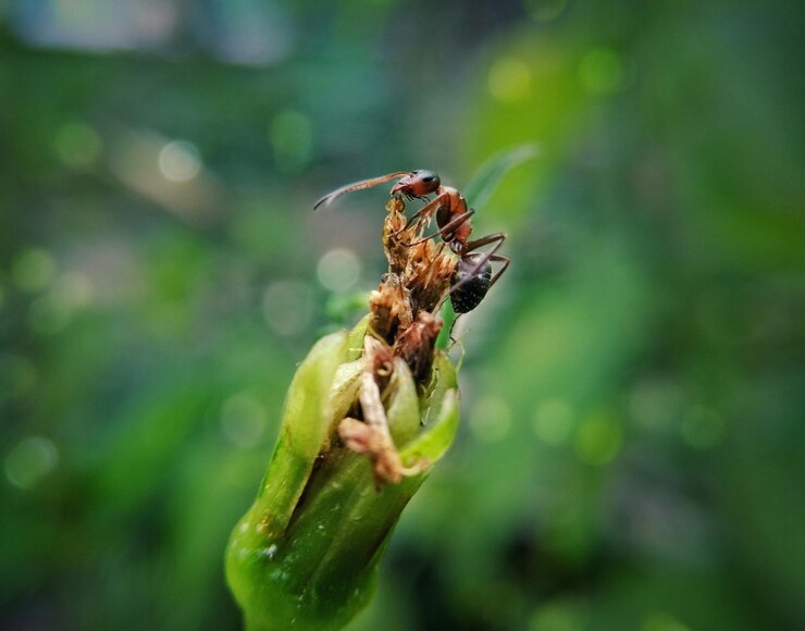 Foto close-up de um inseto em flor