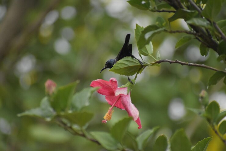 Foto close-up de um inseto em flor