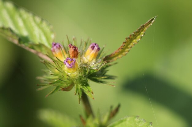 Close-up de um inseto em flor