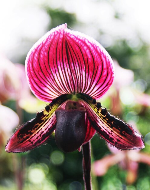 Close-up de um inseto em flor