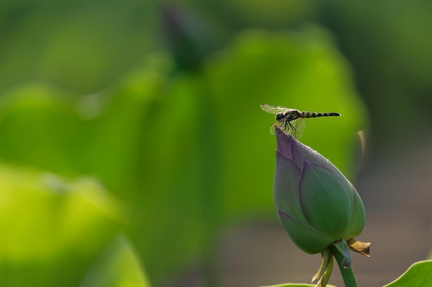 Close-up de um inseto em flor