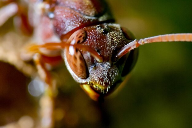 Close-up de um inseto em flor