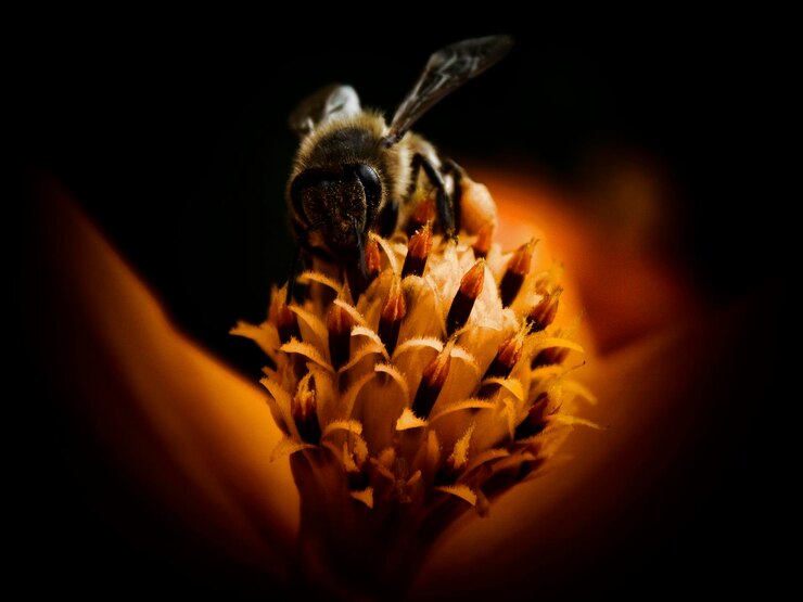 Foto close-up de um inseto em flor