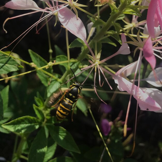 Foto close-up de um inseto em flor