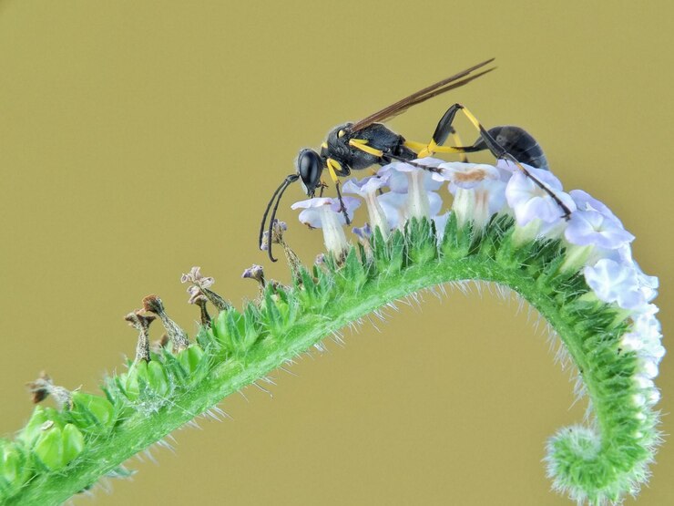 Foto close-up de um inseto em flor