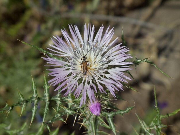 Foto close-up de um inseto em flor