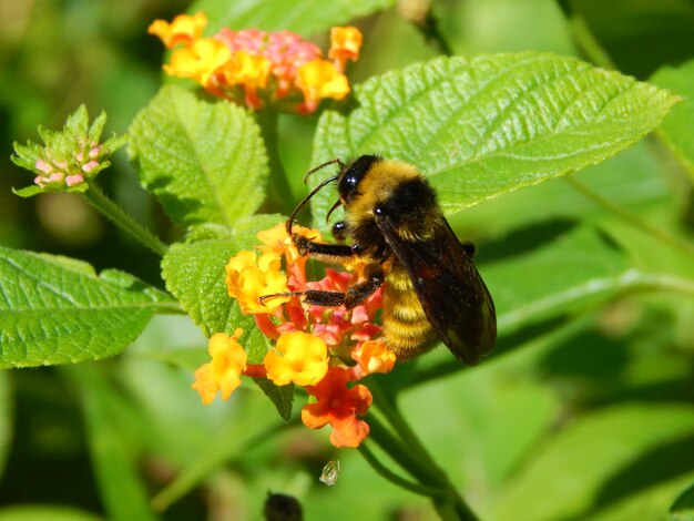 Close-up de um inseto em flor