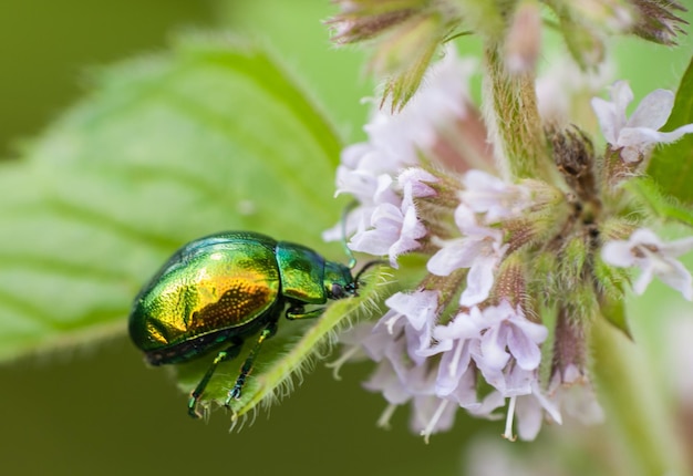 Foto close-up de um inseto em flor