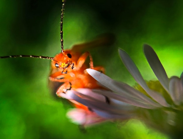 Foto close-up de um inseto em flor