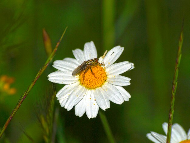 Foto close-up de um inseto em flor