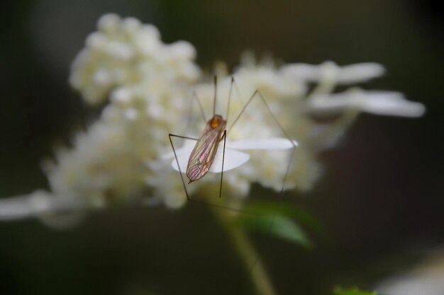 Foto close-up de um inseto em flor