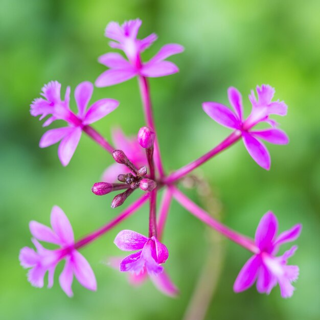 Foto close-up de um inseto em flores