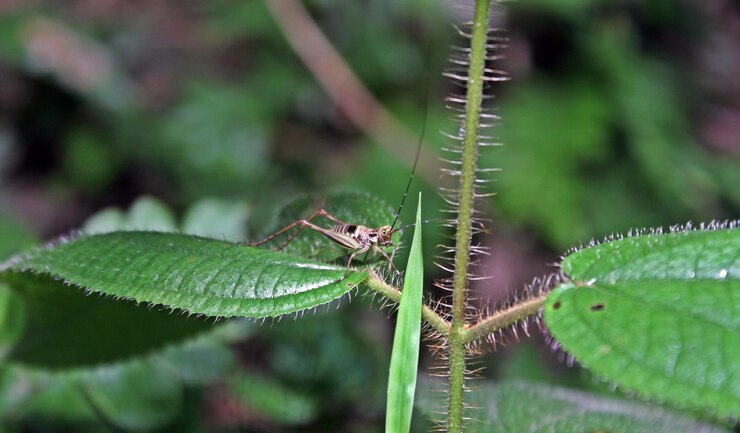 Foto close-up de um inseto em folhas
