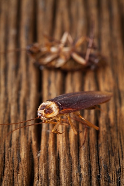 Foto close-up de um inseto em madeira