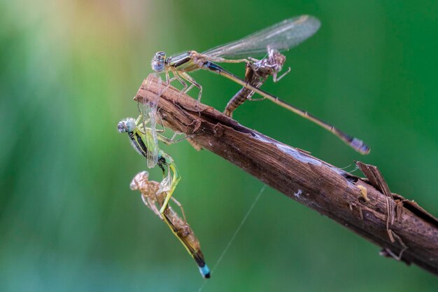 Close-up de um inseto em um galho