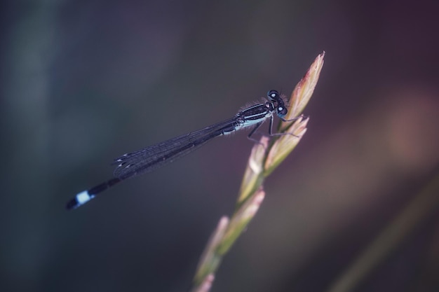 Close-up de um inseto em um galho