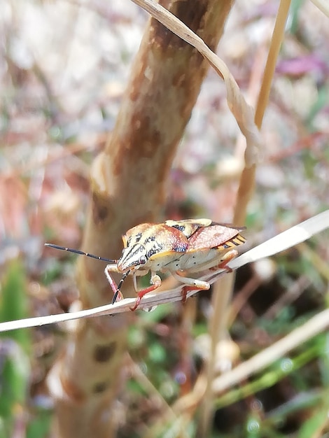 Foto close-up de um inseto em um galho