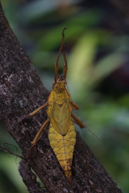 Foto close-up de um inseto em um inseto de folha de madeira