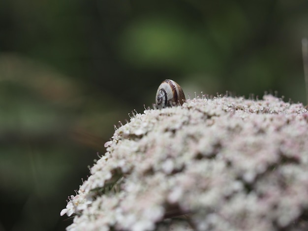 Close-up de um inseto em uma árvore