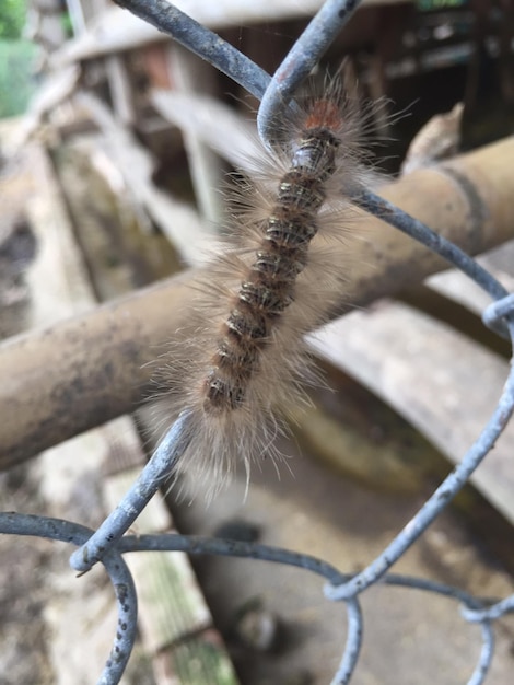 Foto close-up de um inseto em uma cerca de cadeia