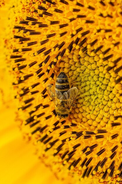 Foto close-up de um inseto em uma flor amarela