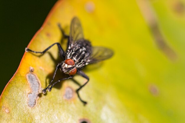 Foto close-up de um inseto em uma flor amarela