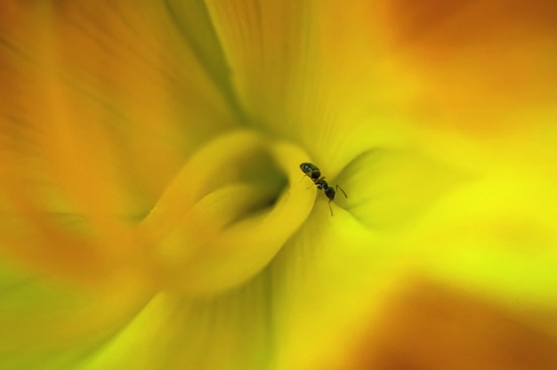 Foto close-up de um inseto em uma flor amarela