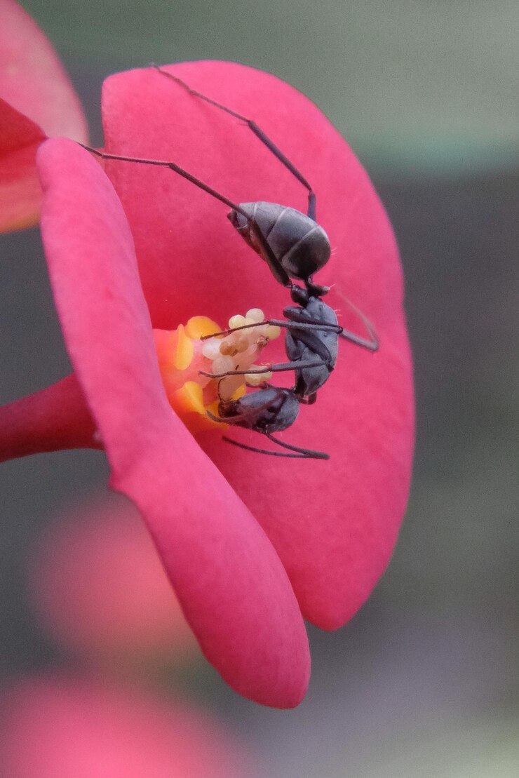 Foto close-up de um inseto em uma flor amarela