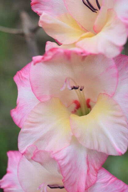 Close-up de um inseto em uma flor rosa florescendo ao ar livre