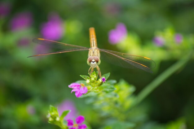 Foto close-up de um inseto em uma flor rosa