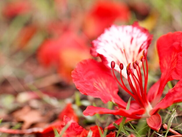Close-up de um inseto em uma flor vermelha