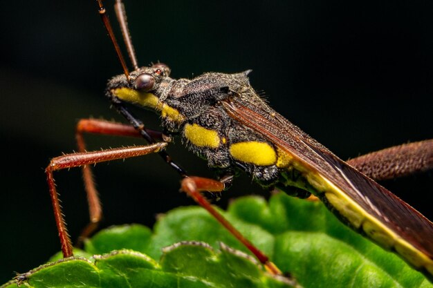 Foto close-up de um inseto em uma folha verde