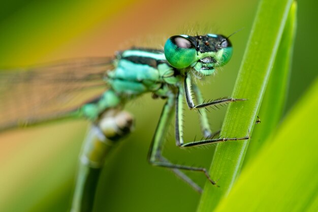 Foto close-up de um inseto em uma folha verde