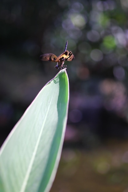 Foto close-up de um inseto em uma folha