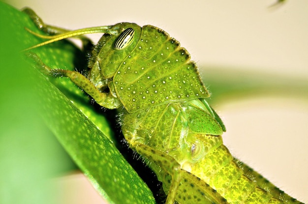 Foto close-up de um inseto em uma folha