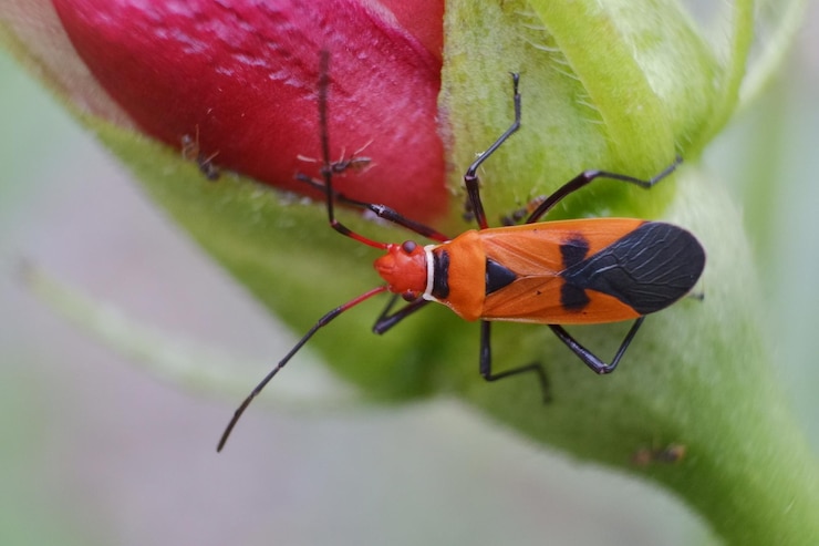 Foto close-up de um inseto em uma folha