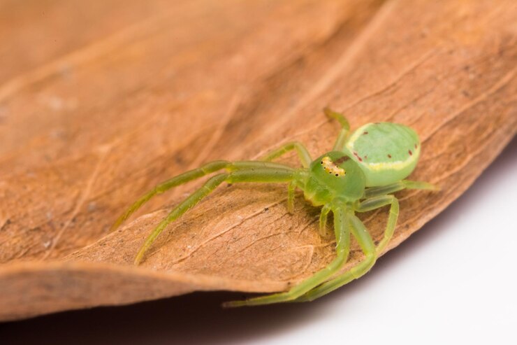 Foto close-up de um inseto em uma folha