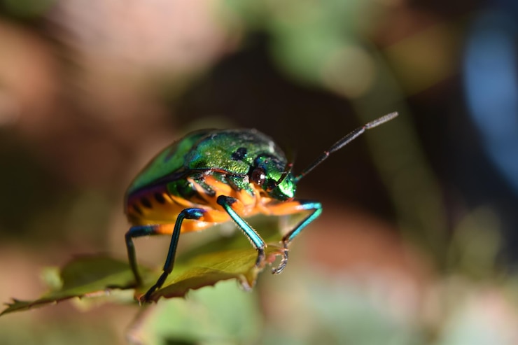 Foto close-up de um inseto em uma folha