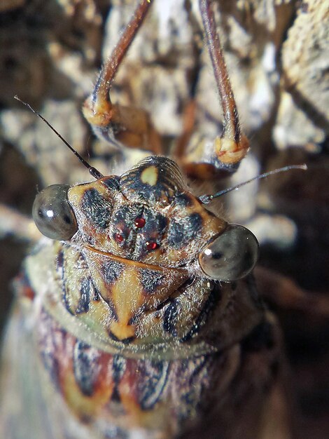 Close-up de um inseto em uma folha