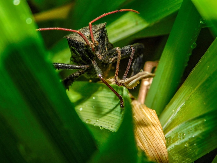 Foto close-up de um inseto em uma folha