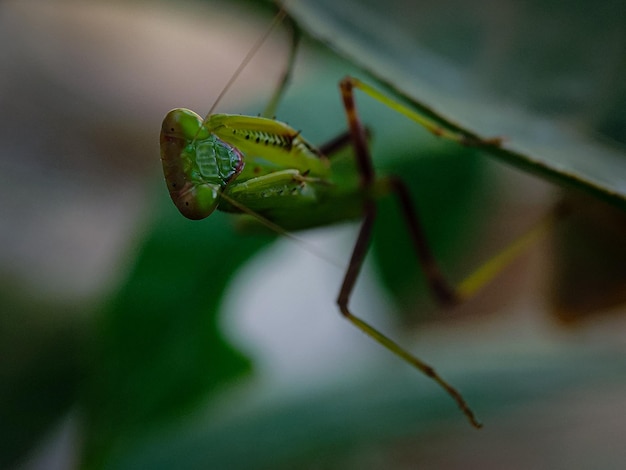 Close-up de um inseto em uma folha