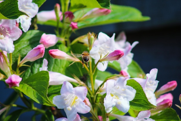 Close-up de um inseto em uma planta com flores