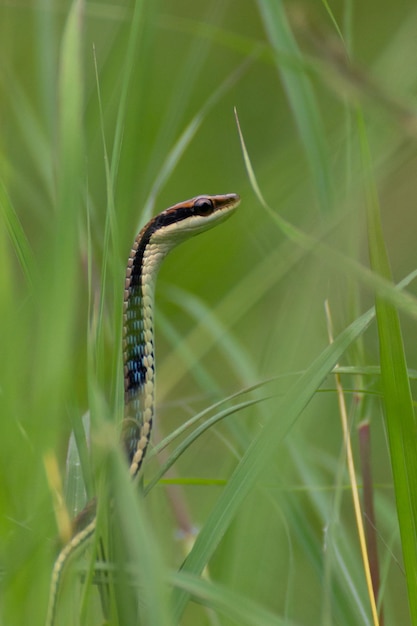 Foto close-up de um inseto em uma planta no campo