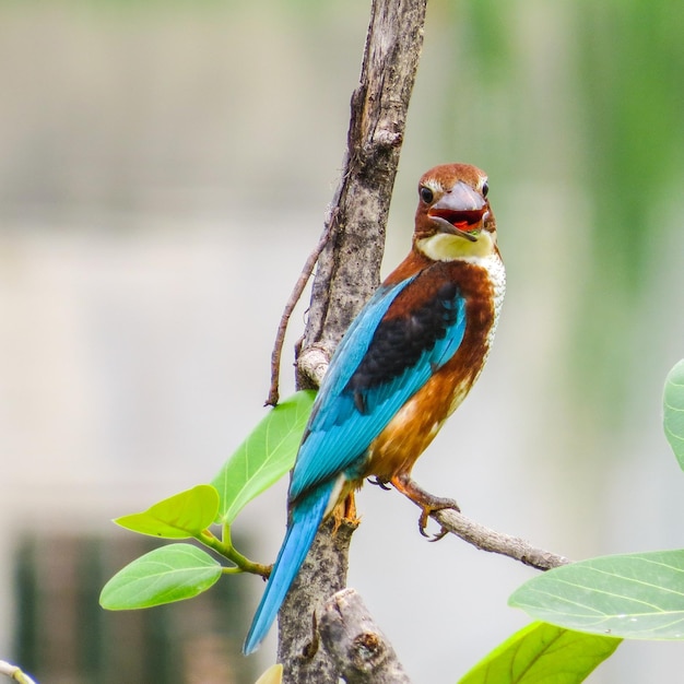 Foto close-up de um inseto empoleirado em um galho