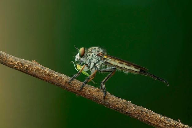 Foto close-up de um inseto empoleirado em um galho