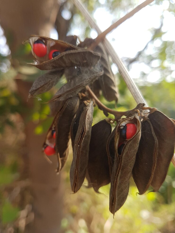 Foto close-up de um inseto empoleirado em uma flor