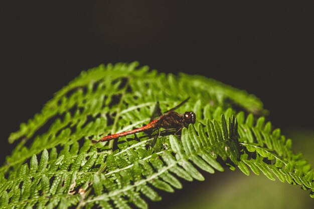 Foto close-up de um inseto libélula em uma folha contra um fundo preto