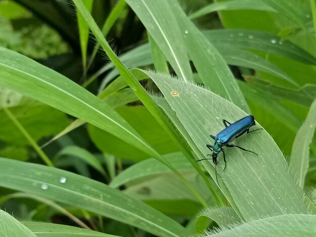 Foto close-up de um inseto na grama